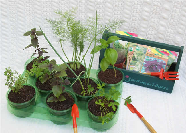cultivo rosas jardim:Mini-Horta Jardim de Flores permite o cultivo de 8 tipos de ervas cultivo rosas jardim:Mini-Horta Jardim de Flores permite o cultivo de 8 tipos de ervas