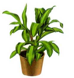 A20dracena.jpg