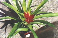 Guzmania lingulata