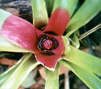 Neoregelia compacta