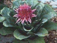 Aechmea fasciata