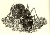 formigas