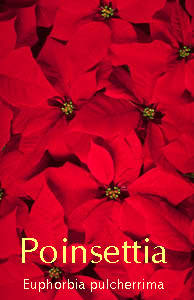 Poinsettia - Jardim de Flores