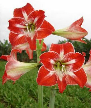 A surpreendente Amarílis - Jardim de Flores